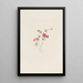 Gilia linanthus parviflorus by Mary Vaux Walcott — framed artwork on a wall