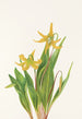 Erythrone with large flowers Erythronium grandiflorum - Mary Vaux Walcott — artwork view