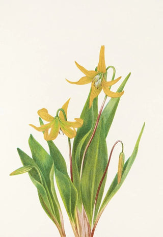 Mary Vaux Walcott - Glacierlily Erythronium grandiflorum.webp