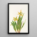 Erythrone with large flowers Erythronium grandiflorum - Mary Vaux Walcott — framed artwork on a wall