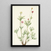 Anémone globuleuse Anemone globosa - Mary Vaux Walcott — framed artwork on a wall