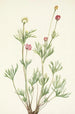 Anémone globuleuse Anemone globosa - Mary Vaux Walcott — artwork view