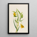 Lanterne fée dorée Calochortus amabilis - Mary Vaux Walcott — ingelijst kunstwerk aan de muur