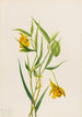 Lanterne fée dorée Calochortus amabilis - Mary Vaux Walcott — weergave van het kunstwerk