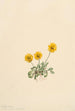 Vergerette dorée Erigeron aureus - Mary Vaux Walcott — weergave van het kunstwerk