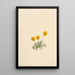 Vergerette dorée Erigeron aureus - Mary Vaux Walcott — ingelijst kunstwerk aan de muur