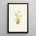 Laîche dorée Carex aurea - Mary Vaux Walcott — framed artwork on a wall