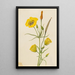 Calice doré Mariposa Calochortus claratus - Mary Vaux Walcott — ingelijst kunstwerk aan de muur