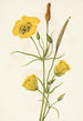 Calice doré Mariposa Calochortus clavatus - Mary Vaux Walcott — artwork view