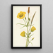 Calice doré Mariposa Calochortus clavatus - Mary Vaux Walcott — framed artwork on a wall