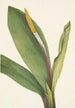 Orontium aquatique - Mary Vaux Walcott — weergave van het kunstwerk