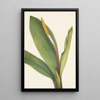 Mary Vaux Walcott - Goldenclub Orontium aquaticum.webp