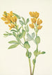 Pois doré Thermopsis rhombifolia - Mary Vaux Walcott — artwork view