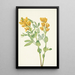 Pois doré Thermopsis rhombifolia - Mary Vaux Walcott — framed artwork on a wall