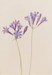 Noix d'herbe Brodiaea laxa - Mary Vaux Walcott — artwork view