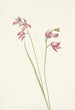 Orchidée rose des prés Limodorum tuberosum - Mary Vaux Walcott — weergave van het kunstwerk