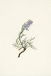 Phacélie grise Phacelia sericea - Mary Vaux Walcott — weergave van het kunstwerk