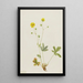 Potentille à feuilles grises Potentilla glaucophylla - Mary Vaux Walcott — ingelijst kunstwerk aan de muur