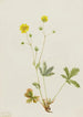 Potentille à feuilles grises Potentilla glaucophylla - Mary Vaux Walcott — weergave van het kunstwerk