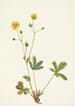 Potentille à feuilles grises Rotentilla glaucophylla - Mary Vaux Walcott — weergave van het kunstwerk