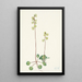 Pyrole verte Pyrola chlorantha - Mary Vaux Walcott — ingelijst kunstwerk aan de muur