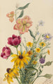 Groep bloemen - Mary Vaux Walcott — weergave van het kunstwerk