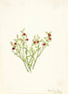Airelle des bois Vaccinium scoparium - Mary Vaux Walcott — weergave van het kunstwerk