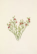 Bosbesfruit - Vaccinium scoparium - Mary Vaux Walcott — weergave van het kunstwerk