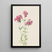 Phlox velu Phlox amoena - Mary Vaux Walcott — ingelijst kunstwerk aan de muur