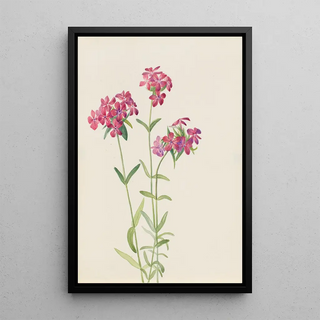 Mary Vaux Walcott - Hairy Phlox Phlox amoena.webp