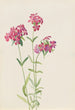 Phlox velu Phlox amoena - Mary Vaux Walcott — weergave van het kunstwerk