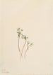 Messager du printemps Erigenia bulbosa - Mary Vaux Walcott — weergave van het kunstwerk