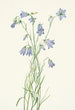 Campanula à feuilles rondes Campanula rotundifolia - Mary Vaux Walcott — weergave van het kunstwerk