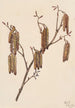 Aulne coudrier Alnus regosa - Mary Vaux Walcott — artwork view