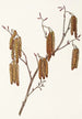 Aulne coudrier Alnus rugosa - Mary Vaux Walcott — artwork view