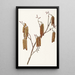 Aulne coudrier Alnus rugosa - Mary Vaux Walcott — framed artwork on a wall