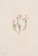 Bruyère Phyllodoce intermedia - Mary Vaux Walcott — weergave van het kunstwerk