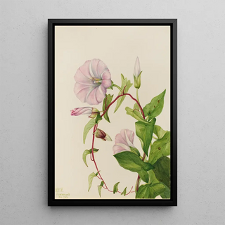 Mary Vaux Walcott - Hedge Bindweed Calystegia Convolvulus sepium.webp