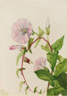 Liseron des haies Calystegia Convolvulus sepium - Mary Vaux Walcott — weergave van het kunstwerk