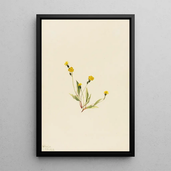Mary Vaux Walcott - Heieracium gracile.webp