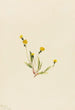Hieracium gracile - Mary Vaux Walcott — weergave van het kunstwerk