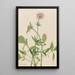 Héliotrope Valériane Valeriana sitchensis - Mary Vaux Walcott — ingelijst kunstwerk aan de muur