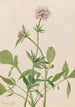 Héliotrope Valériane Valeriana sitchensis - Mary Vaux Walcott — weergave van het kunstwerk