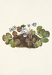Hepatica americana - Mary Vaux Walcott — weergave van het kunstwerk