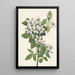 Ronce des haies Rubus argutus - Mary Vaux Walcott — ingelijst kunstwerk aan de muur
