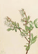 Blueberry in a corymb Vaccinium corymbosum - Mary Vaux Walcott — artwork view