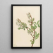 Blueberry in a corymb Vaccinium corymbosum - Mary Vaux Walcott — framed artwork on a wall