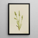 Spiranthes à capuchon Ibidium strictum - Mary Vaux Walcott — ingelijst kunstwerk aan de muur