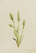 Spiranthes à capuchon Ibidium strictum - Mary Vaux Walcott — weergave van het kunstwerk
