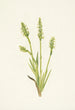 Spiranthes à capuchon Ibidium strictum - Mary Vaux Walcott — weergave van het kunstwerk